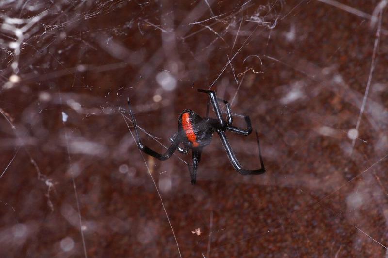 Latrodectus_hasselti_D3450_Z_86_Karinji NP_Australie.jpg